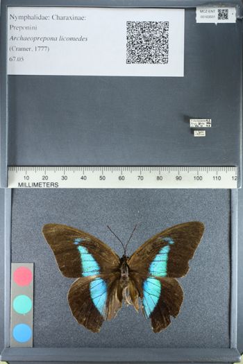 Media type: image;   Entomology 163501